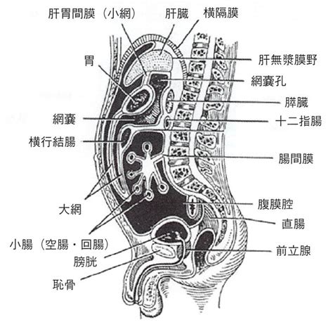 肝彎曲|【内視鏡】大腸の解剖分類と英語/略用語集 